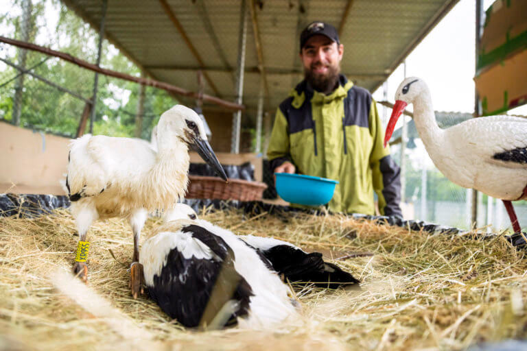 Auf dem Loburger Storchenhof werden neben Störchen auch Kraniche und Greifvögel aufgenommen.