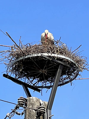 Nestbau geht weiter