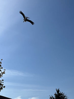 Der Storch ist im Anflug